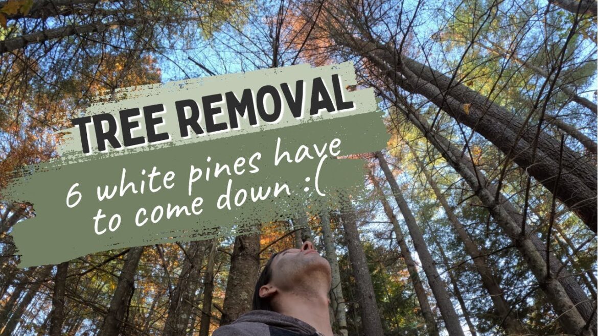 6 Tall Pines Trees Removed – See What It Looks Like Now! (Time Lapse) 6 Tall Pines Trees Removed - See What It Looks Like Now! (Time Lapse)