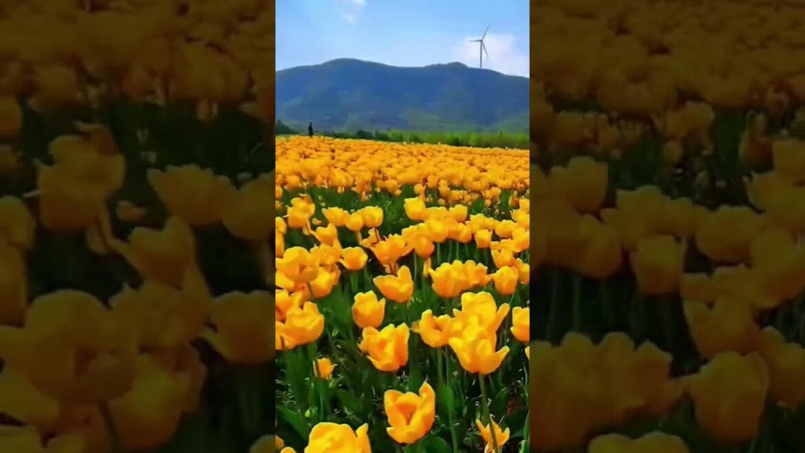 Beautiful red flowers #flowertypes #flowers #roseflowergarden #rose #nature #trading#viral#youtube Beautiful red flowers #flowertypes #flowers #roseflowergarden #rose #nature #trading#viral#youtube