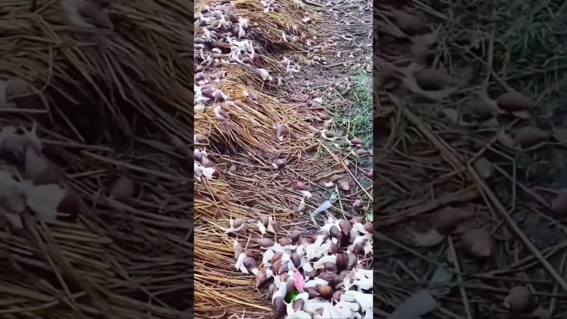 Breeding snails#picking#fruit#vegetable#rural life#farming#satisfying#agriculture#garden
