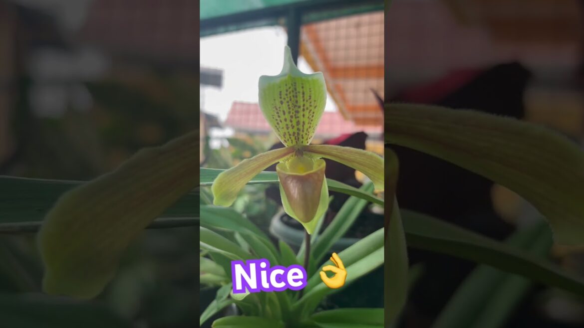 The Weirdest Viral Trends in Gardening Plants