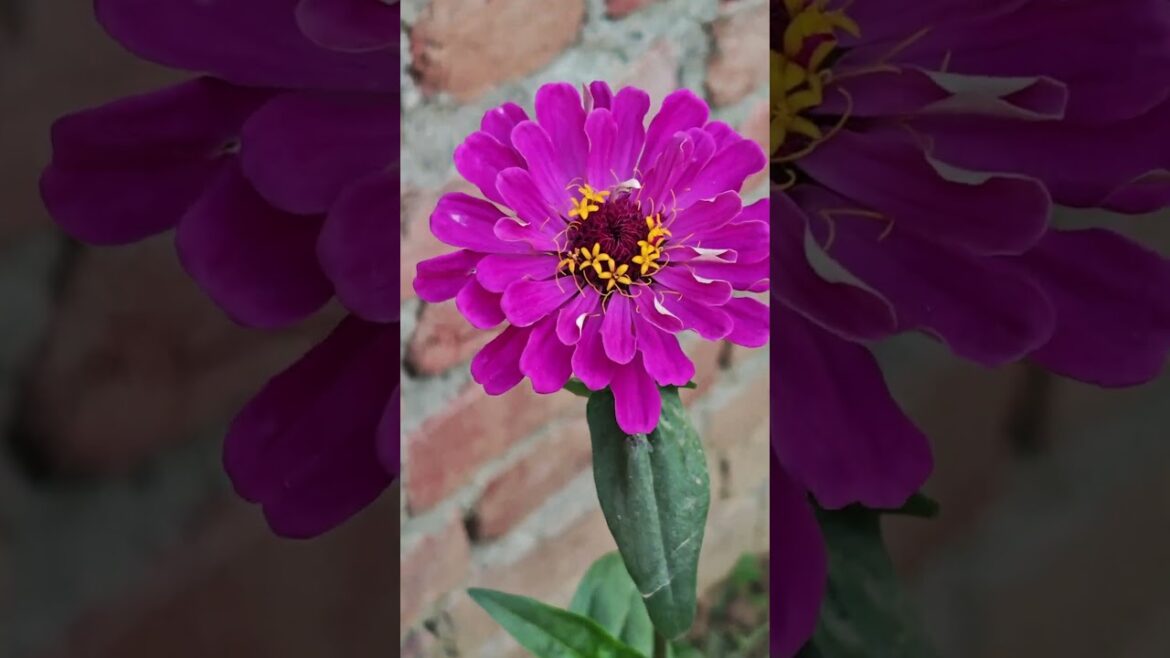 Ziniya flower.#gardening #gardeningtips #garden #flowers #flowergarden #flower #gardens