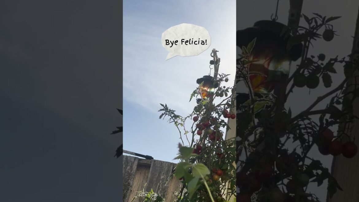 My Edible Garden Transformation Secret... (It's POOP!)