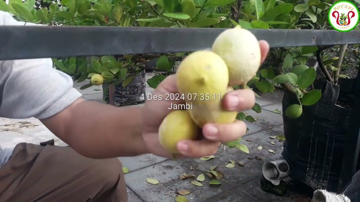 Panen #lemon California di kebun sendiri Panen #lemon California di kebun sendiri