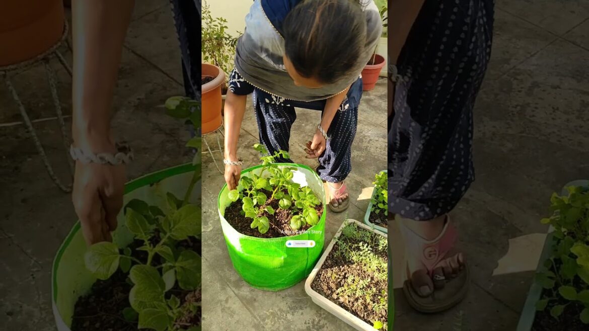 Vegetable Growing At Home🔥Vegetable Harvesting Video✨Terrace Garden#ashasgardenstory#shorts