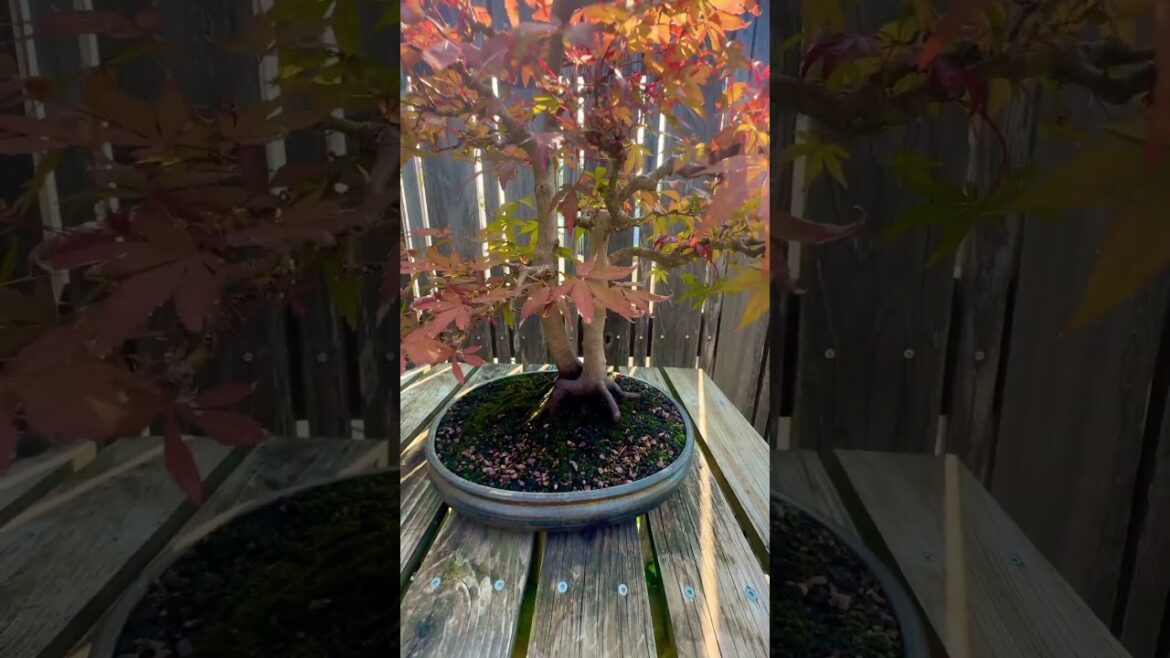 Japanese Maple Bonsai first potted in 1998 #bonsai #bonsaitree #garden #gardening #trees #plants