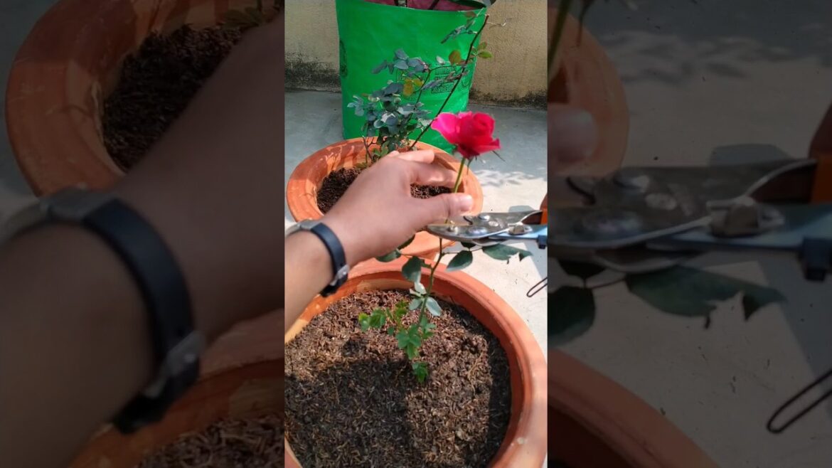 🌟How to grow rose plant #gardening #shorts