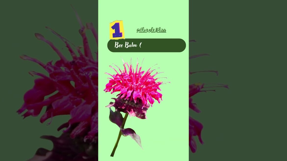 🌸 5 Rare Edible Flowers You Must Try! 🌼✨ 🌸 5 Rare Edible Flowers You Must Try! 🌼✨