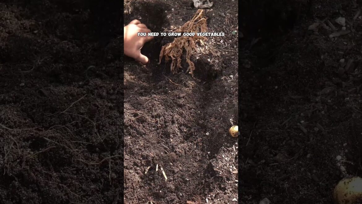 Grow Potatoes from Pantry Spuds: Easy Garden Hack!