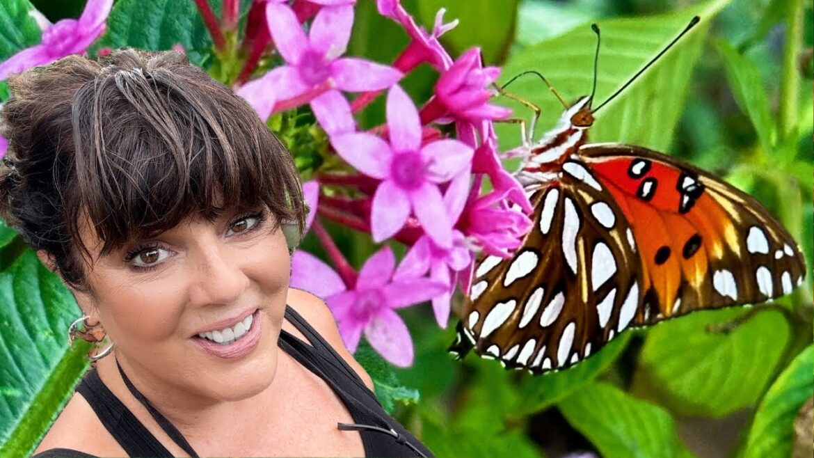 Searching for Gulf Fritillary Butterflies and Caterpillars, The Struggle is Real