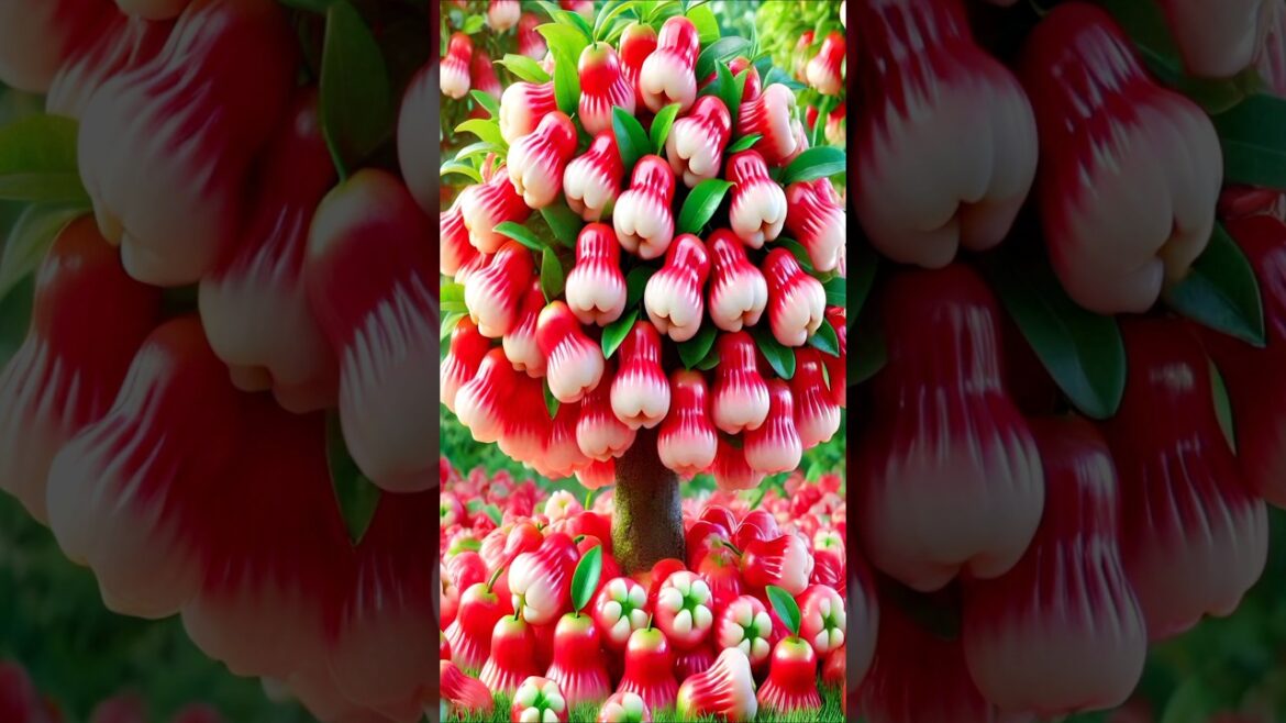 Easy and fast method for planting and growing waxapple fruit trees. #gardening Easy and fast method for planting and growing waxapple fruit trees. #gardening