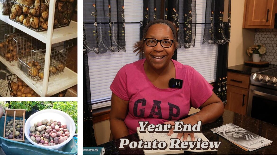 Potato Harvest Review - Did we get a year supply?