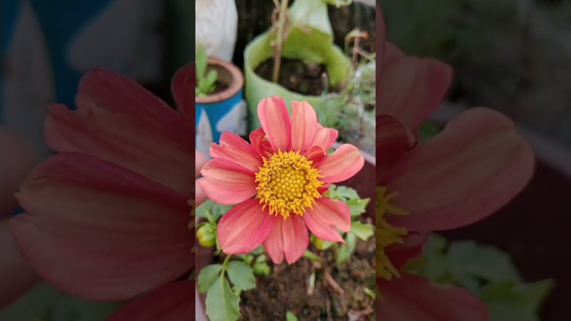 Winter flowers plants #garden #gardening #terracegarden #winter