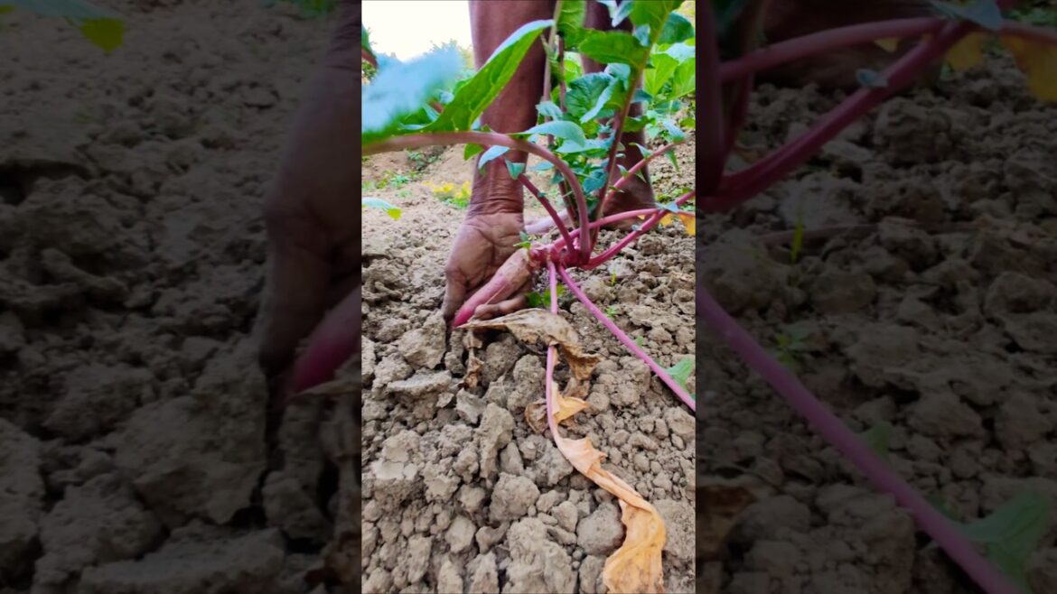 Fresh Radish Harvest Straight from the Farm #shorts Fresh Radish Harvest Straight from the Farm #shorts