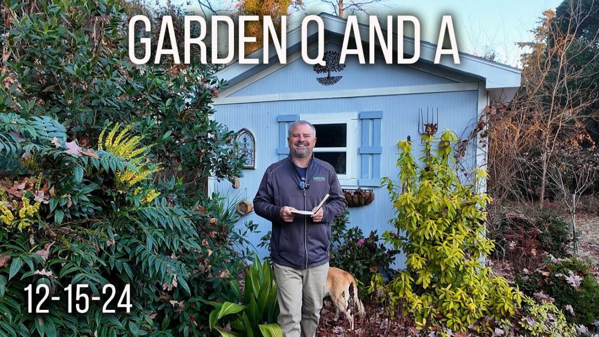 Garden and Landscape Q and A – Winter Pruning, No Judgement, Holly Update, Noxious Weeds Garden and Landscape Q and A - Winter Pruning, No Judgement, Holly Update, Noxious Weeds