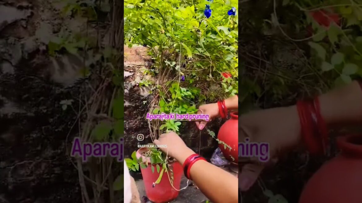 Garden tips and tricks #gardeningtips #nature #ytshort #flowertypes #