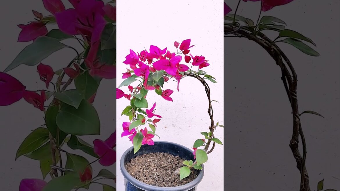 Bougainvillea Bonsai: Advance Technique | How To Make Bonsai #shortvideos #youtubeshorts #shorts Bougainvillea Bonsai: Advance Technique | How To Make Bonsai #shortvideos #youtubeshorts #shorts