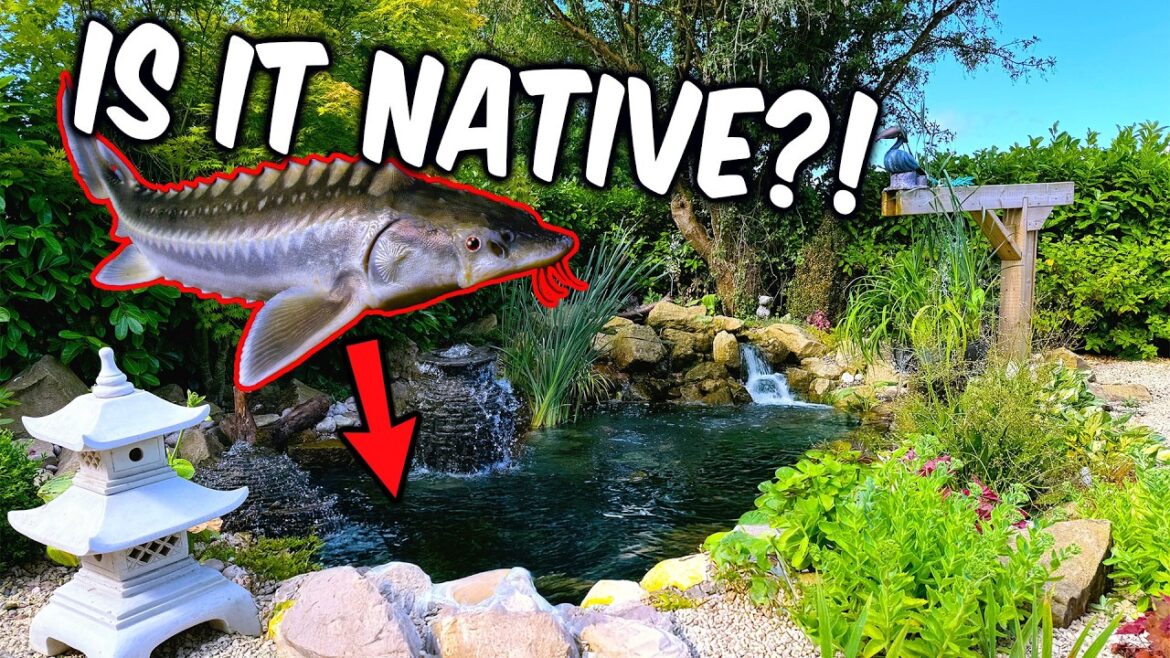 BEAUTIFUL Front of House Pond with Sturgeon BEAUTIFUL Front of House Pond with Sturgeon