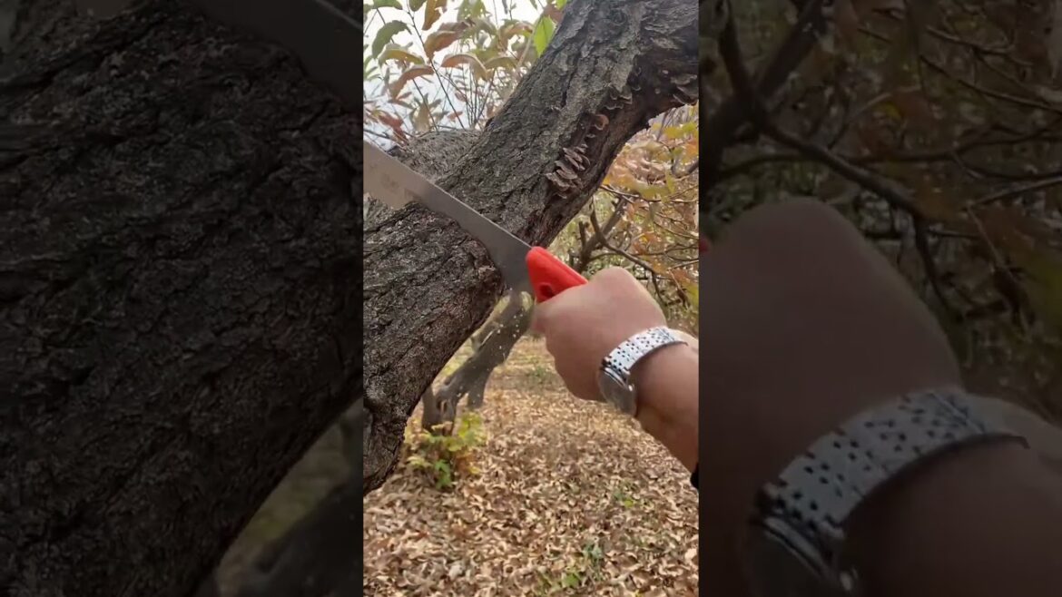 Garden tools 500 large felling saw Garden tools 500 large felling saw