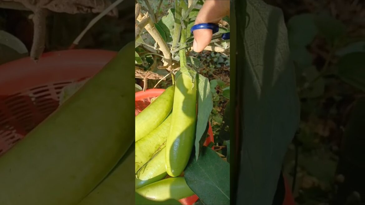 Brinjal Harvesting Shorts - A Bumper Crop! #shorts #viral #viralvideo #brinjal #trending #gardening