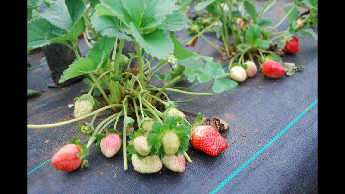 Strawberry farming will earn you billions