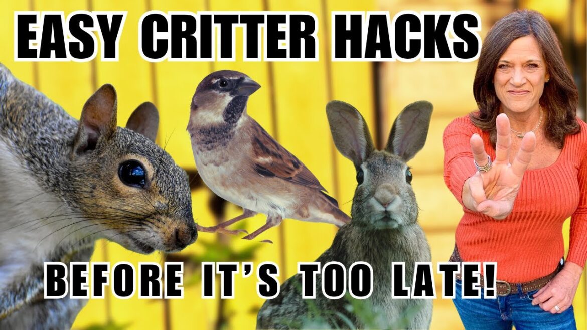 CaliKim: 3 Genius Hacks to Stop Squirrels, Rabbits, Birds from Wrecking Your Garden! 3 Genius Hacks to Stop Squirrels, Rabbits, Birds from Wrecking Your Garden!