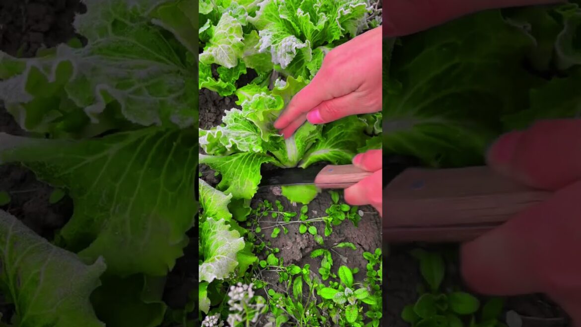 It's cold and the vegetables are frosty# #vegetable#picking #farming #agriculture  #carpfishing