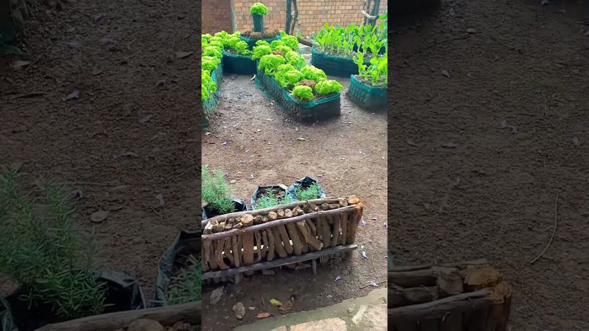 The best Gardens #shorts The best Gardens #shorts