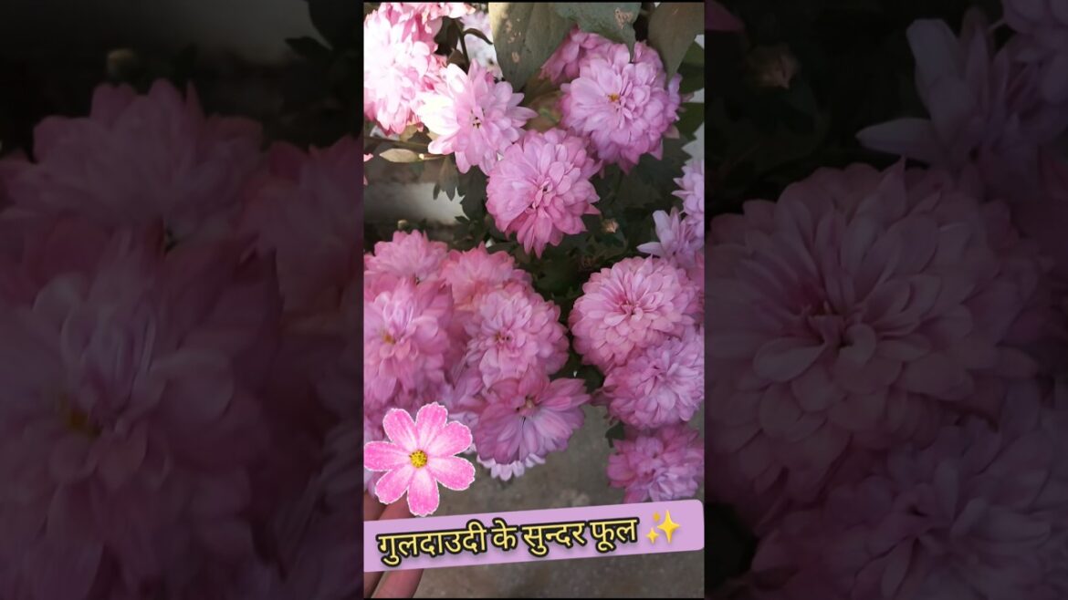 गुलदावरी ke dhoom !! #shorts #youtubeshorts#trending#funny#shortvideo#shortsfeed#garden#flower#short