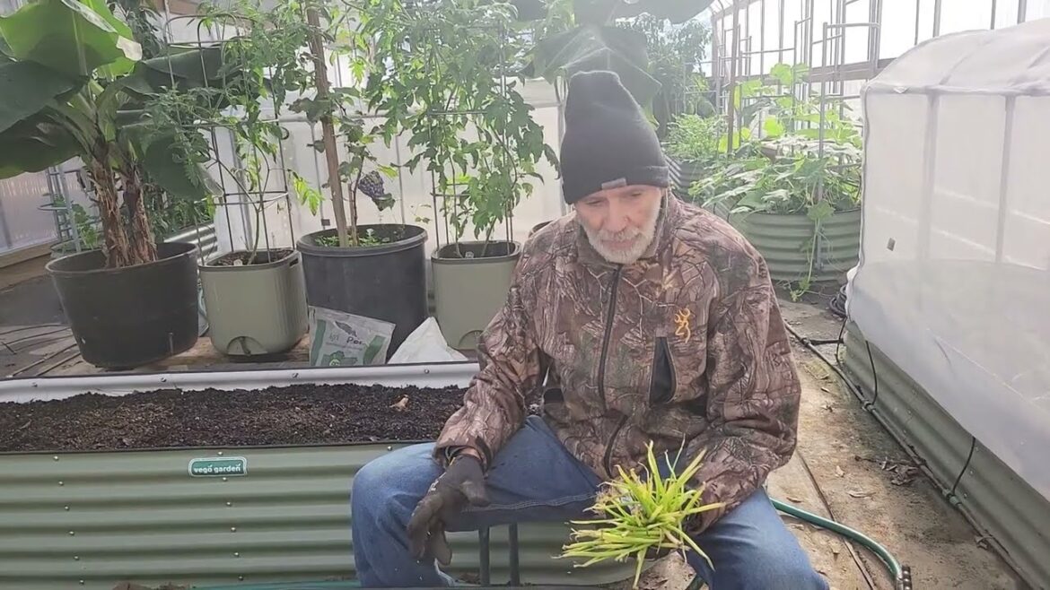 TIPS for Planting Onions in High Tunnel and Garden