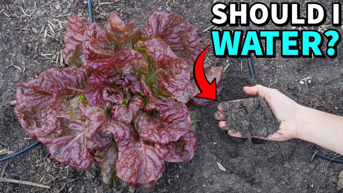 How To Water A Vegetable Garden During Winter
