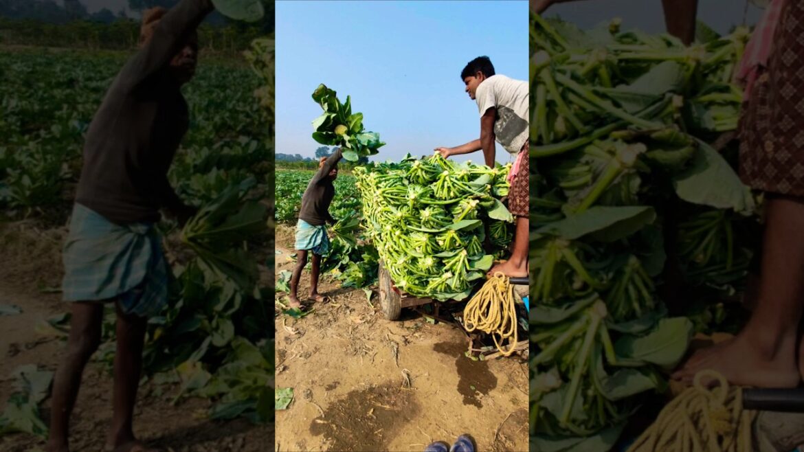 Harvest to Market: Cauliflowers Loaded with Care🥦 #shorts