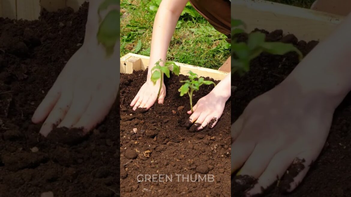 Cheap and effective garden tips for plant lovers Cheap and effective garden tips for plant lovers