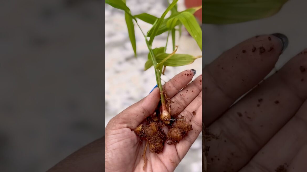 Grow Mango-Ginger Plant from scratch 🥭 🫚 #మామిడిఅల్లం #आमअदरक