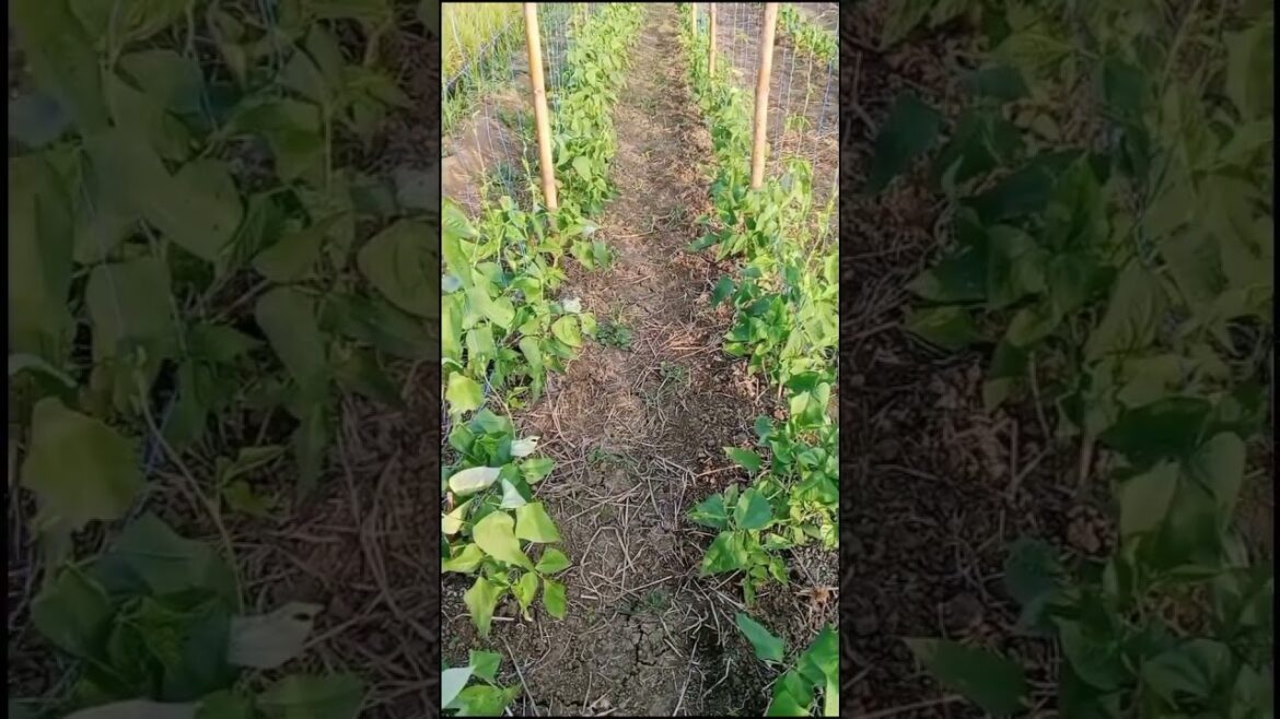 STRING BEANS TRELLIS (sitaw) #gardening #vegetable #trellis #provincelife