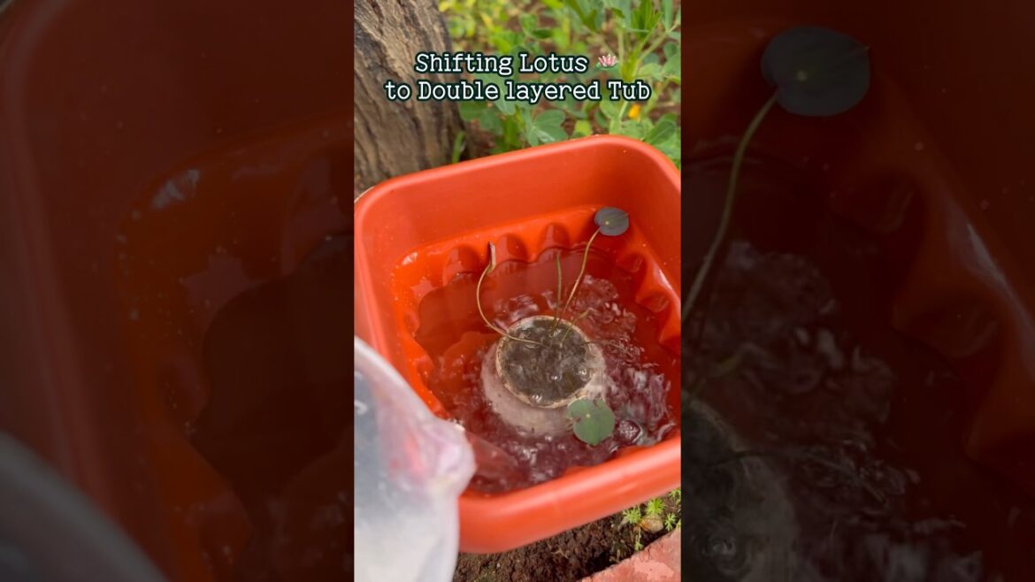 Successful 🪷 journey into Clay double layered tub from Mason jar