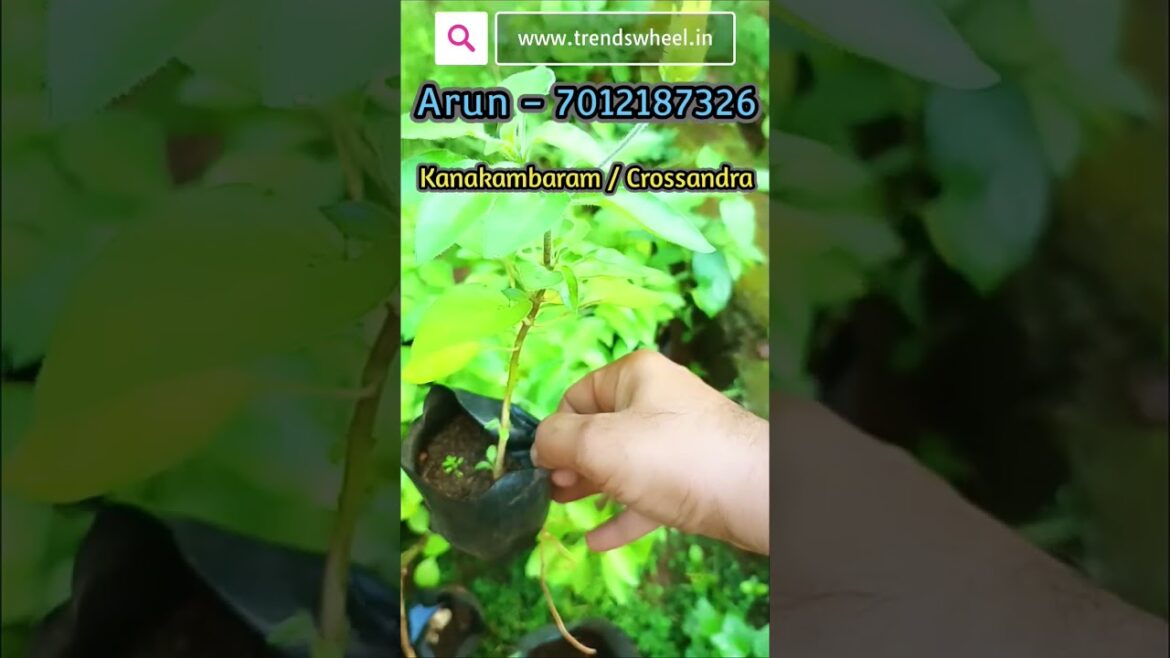 Kanakambaram Crossandra Flowering Plants Online Trends Wheel #floweringplants #gardening #crossandra