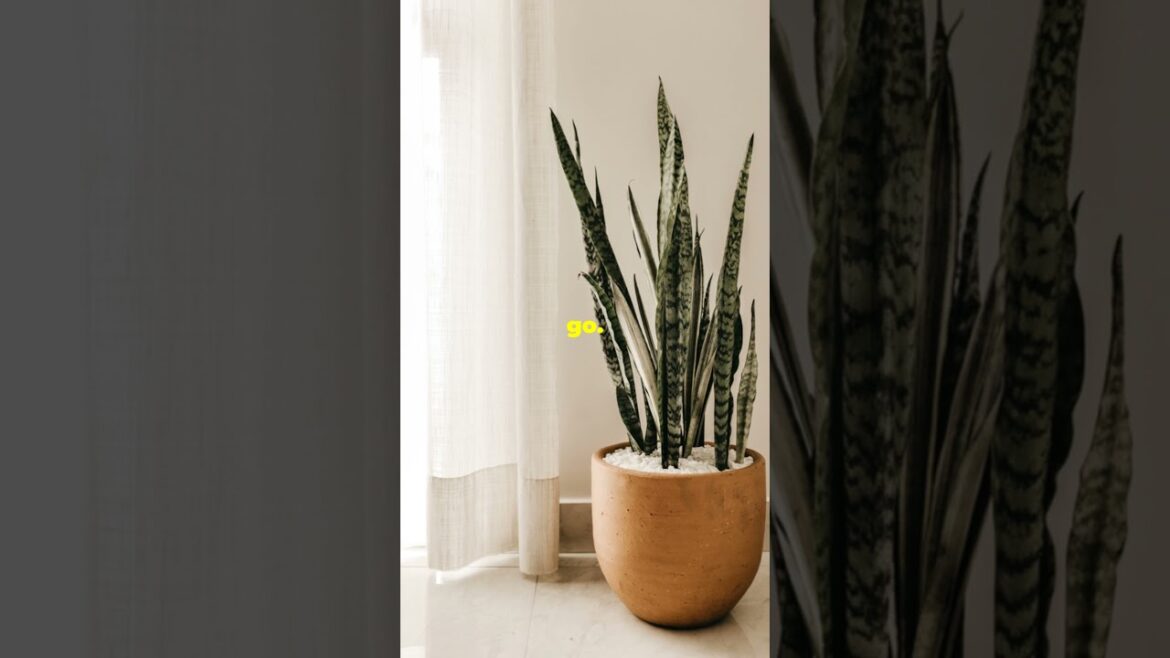 5 Shocking Low Maintenance Plants You Never Knew Existed!