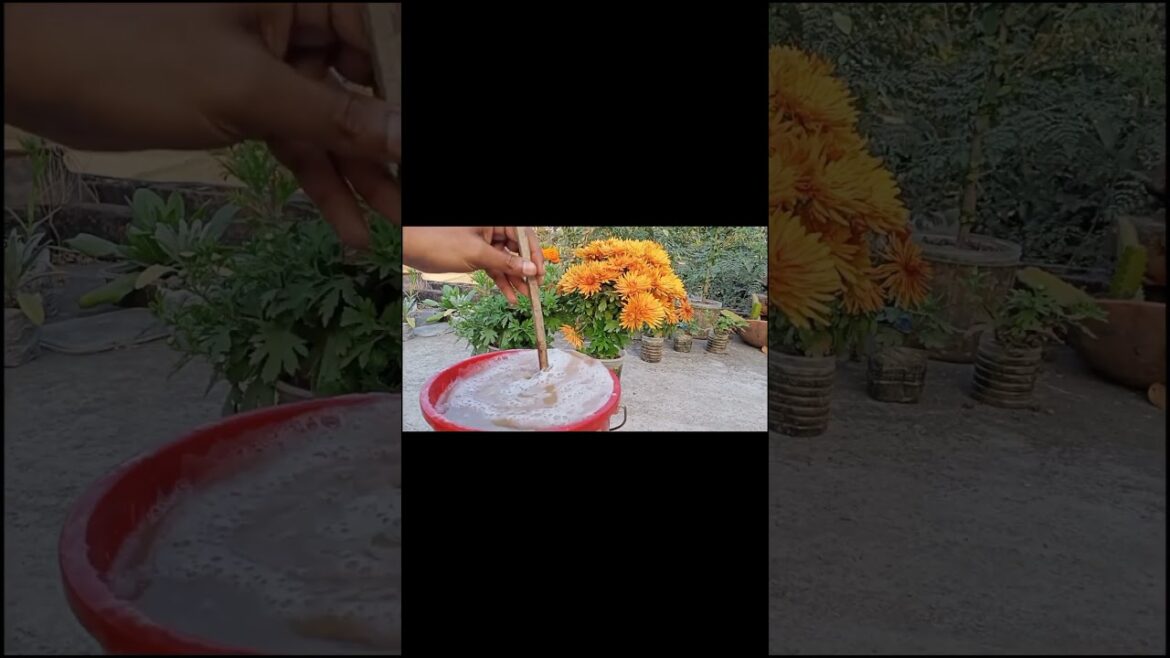 I Made Cake From Mustard & Used It As Fertilizer I Made Cake From Mustard & Used It As Fertilizer