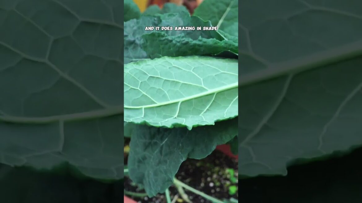 Best Greens to Grow in Your Garden: Swiss Chard, Kale, Spinach & More!