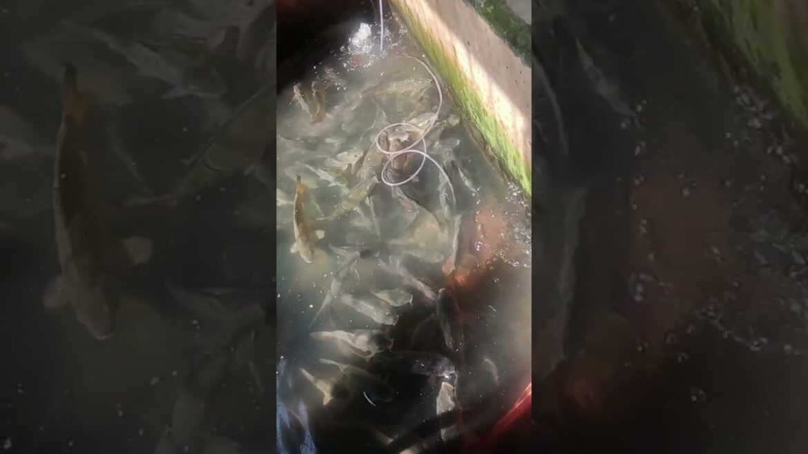 Keeping 🐠 fishes alive # oxygen supply # fish farming # live fish #shortvideo #shorts