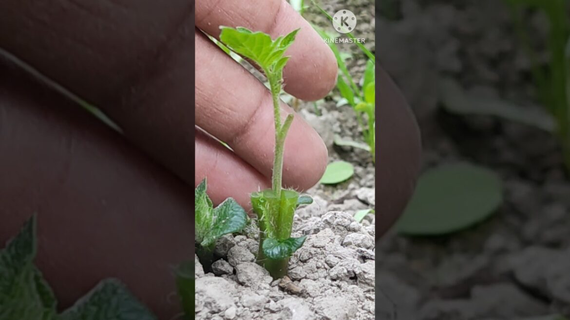 Tomato grafting on potato #shorts #grafting #gardening #agriculture #farming #homegarden #shortsfeed