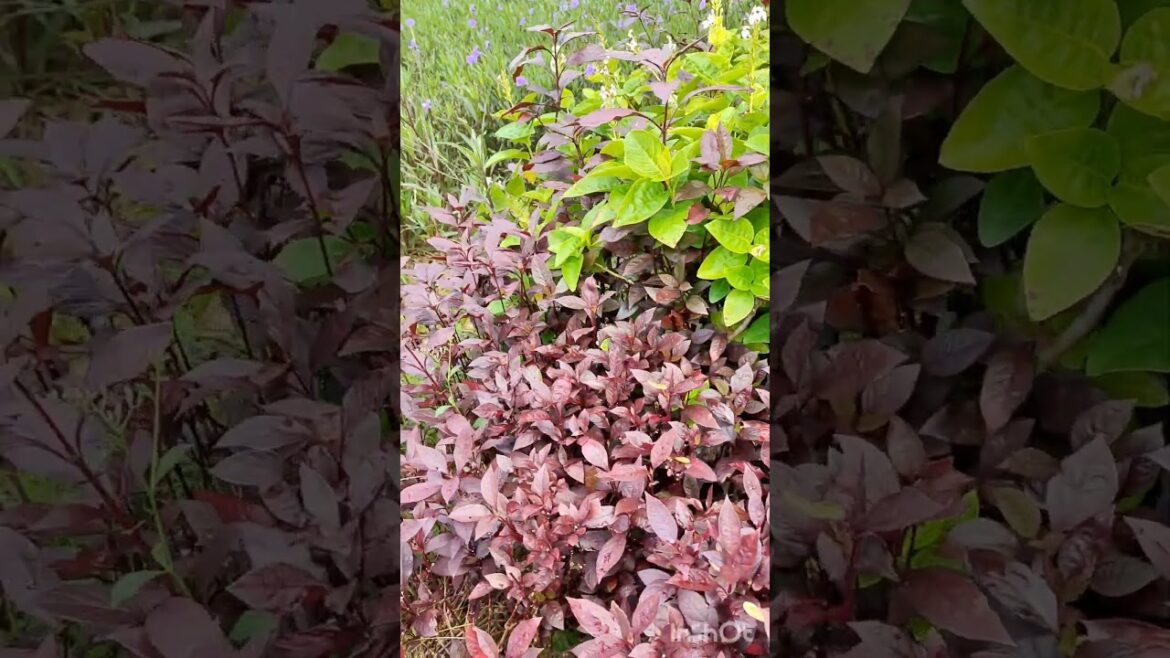 Amazing Outdoor Botanical Garden with Vibrant Atmosphere #viralvideo |Backyard Art | Cozy Home Decor