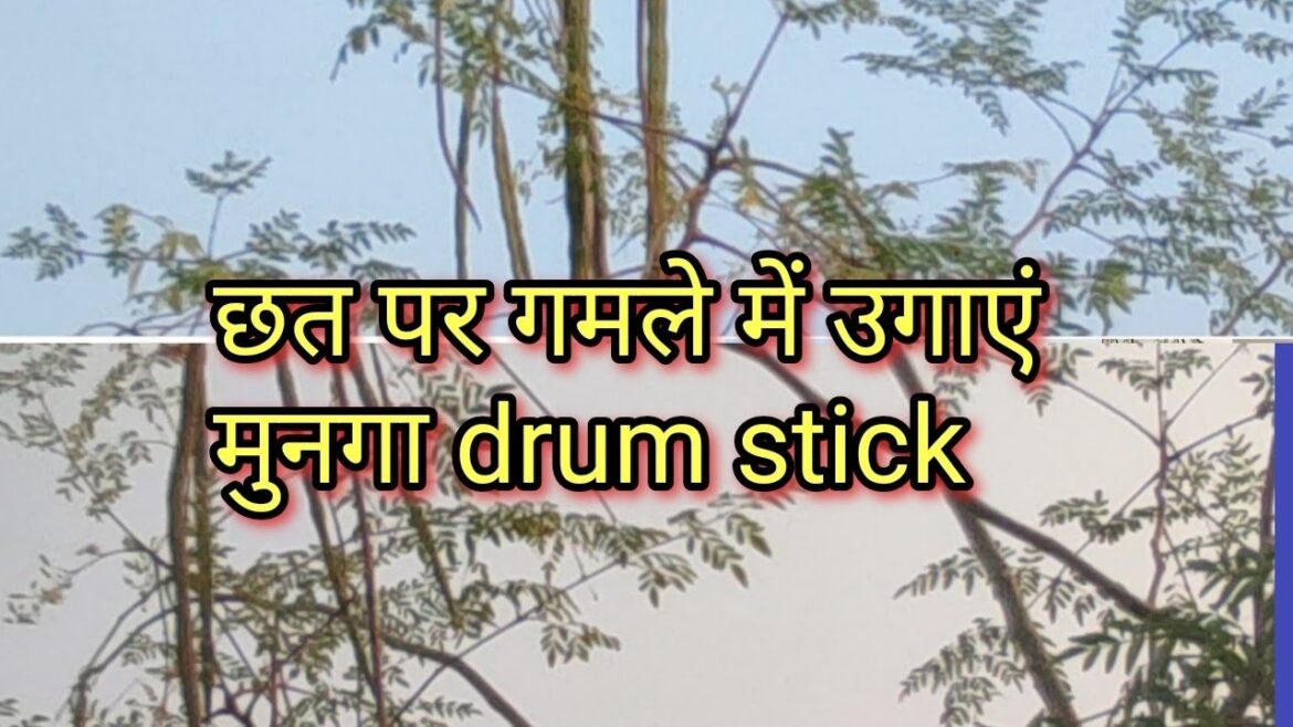 Drumstick Trees: The Ultimate Container Gardening Solution Drumstick Trees: The Ultimate Container Gardening Solution