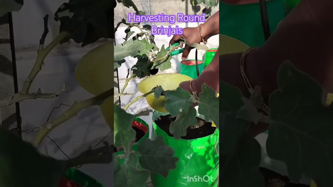 Round Brinjal Harvesting #youtubeshorts #gardening #viralshorts #harvest