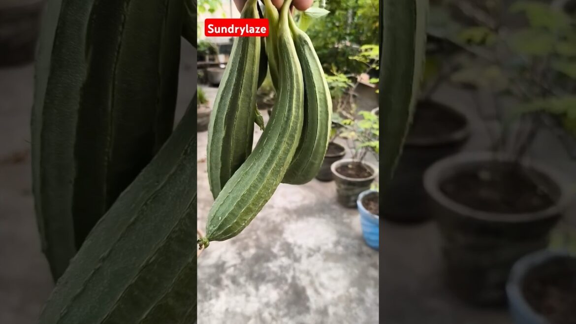 Roof Garden #vegitablegardening #rooftopgarden #roofgarden #gardening #gardentour#sundrylaze #shorts Roof Garden #vegitablegardening #rooftopgarden #roofgarden #gardening #gardentour#sundrylaze #shorts