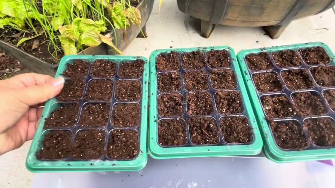 Starting the Summer Vegetable Garden from Seeds Starting the Summer Vegetable Garden from Seeds