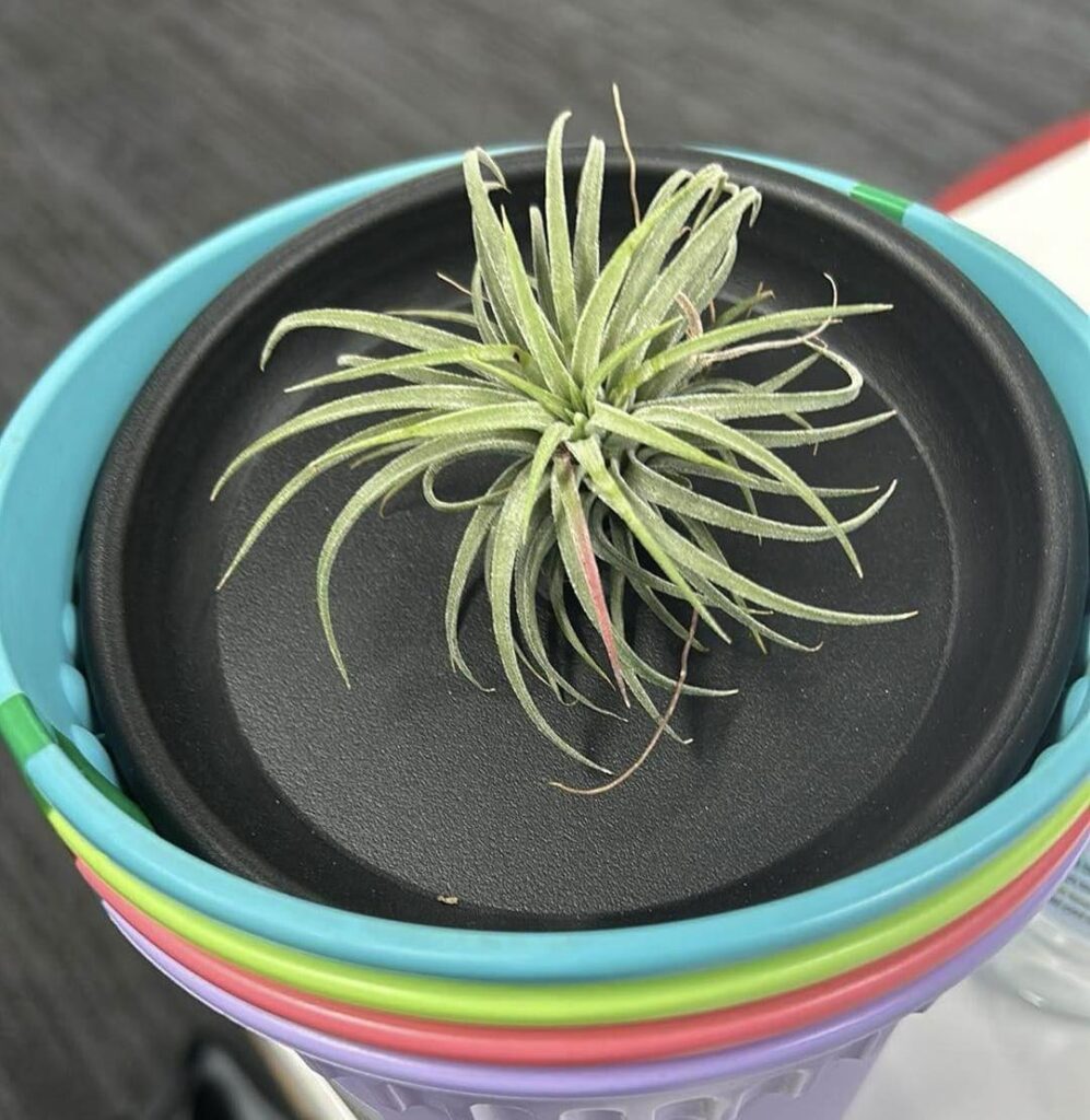 Tilandsia Ionatha - one red leaf? Light or flowering