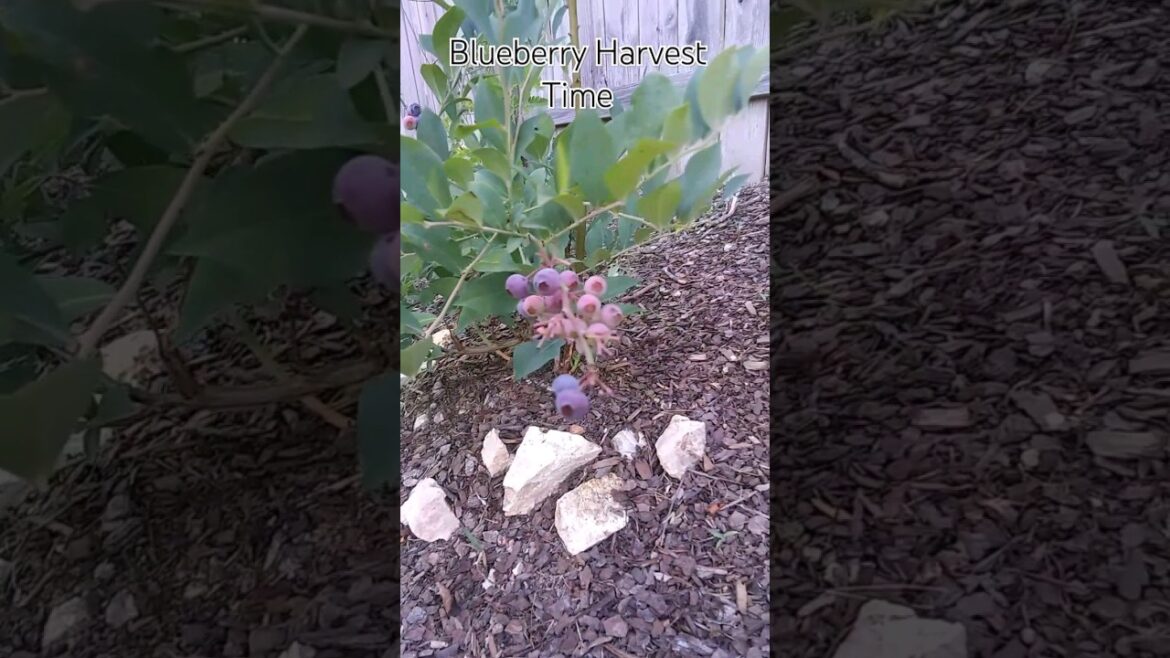 Blueberry Harvest. –Gardens and Palms– Blueberry Harvest. --Gardens and Palms--