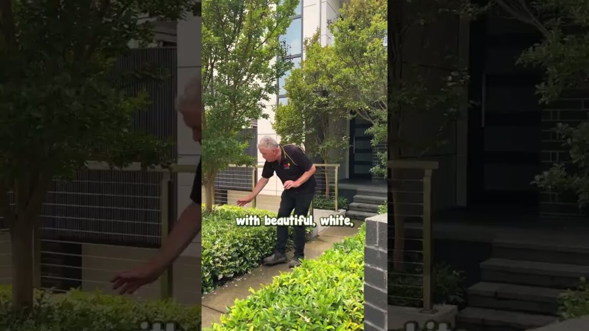 We ADORE This Simple Front Garden Design.