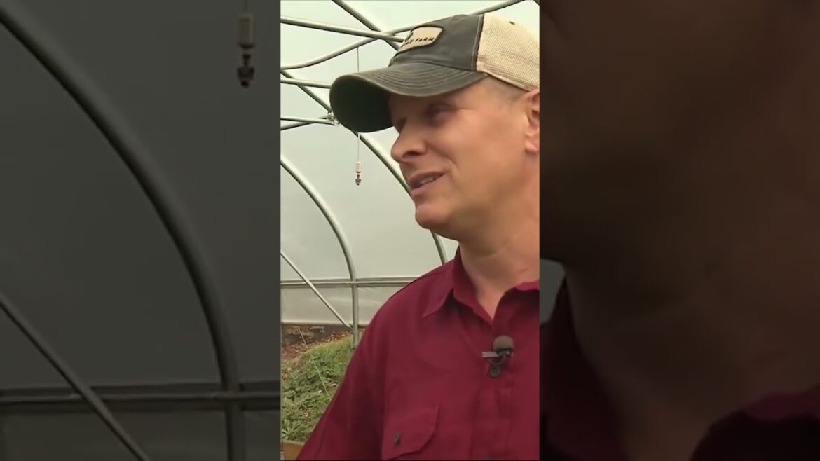 Who says lettuce isn’t a fall veggie? 🥗🥗🥗 #gardeningtips #gardeninspiration  #gardening